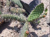 Opuntia inaequilateralis PLL Lima MCA IMG-20181231-WA0003z.jpg